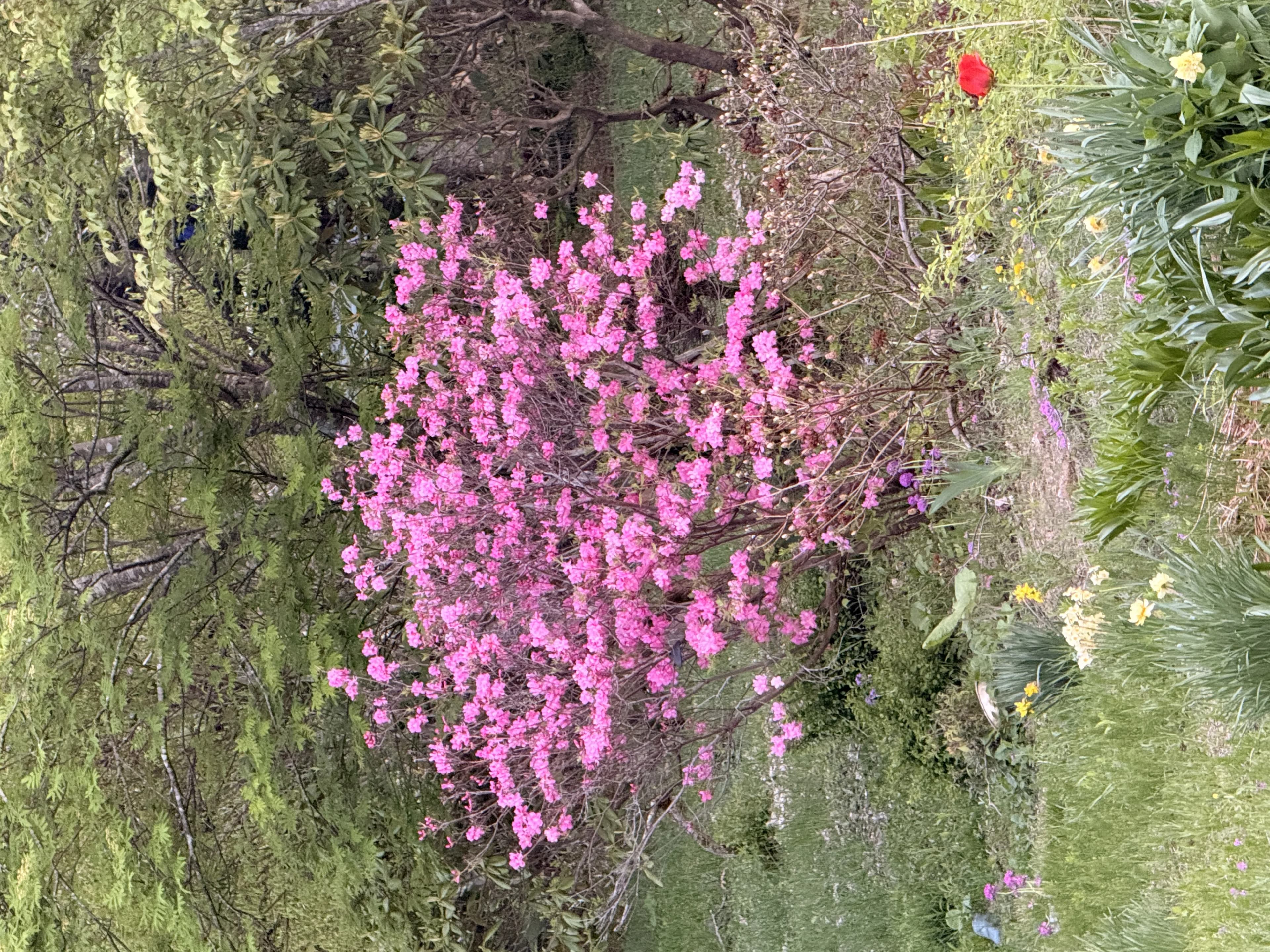 Pink azaleas and spring flowers in the lodge garden