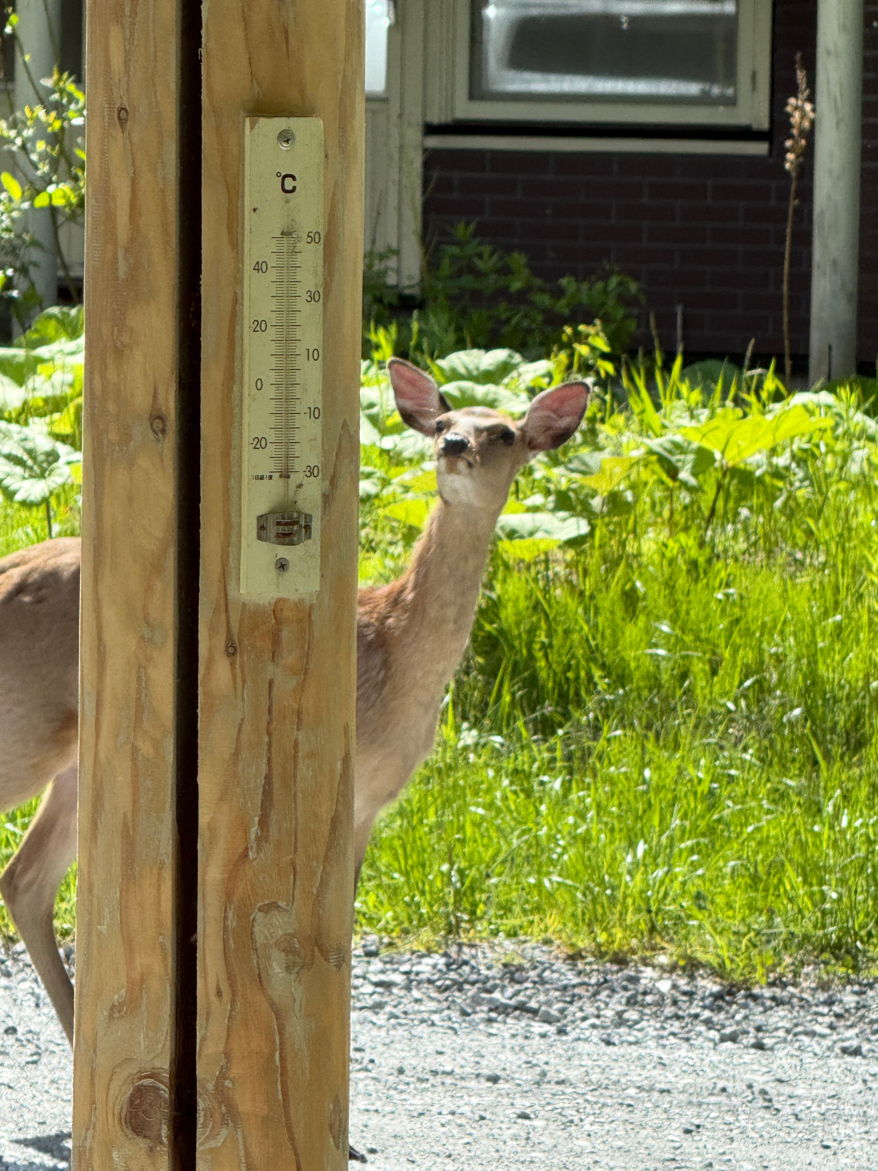 A deer peeking out beside the lodge thermometer in spring