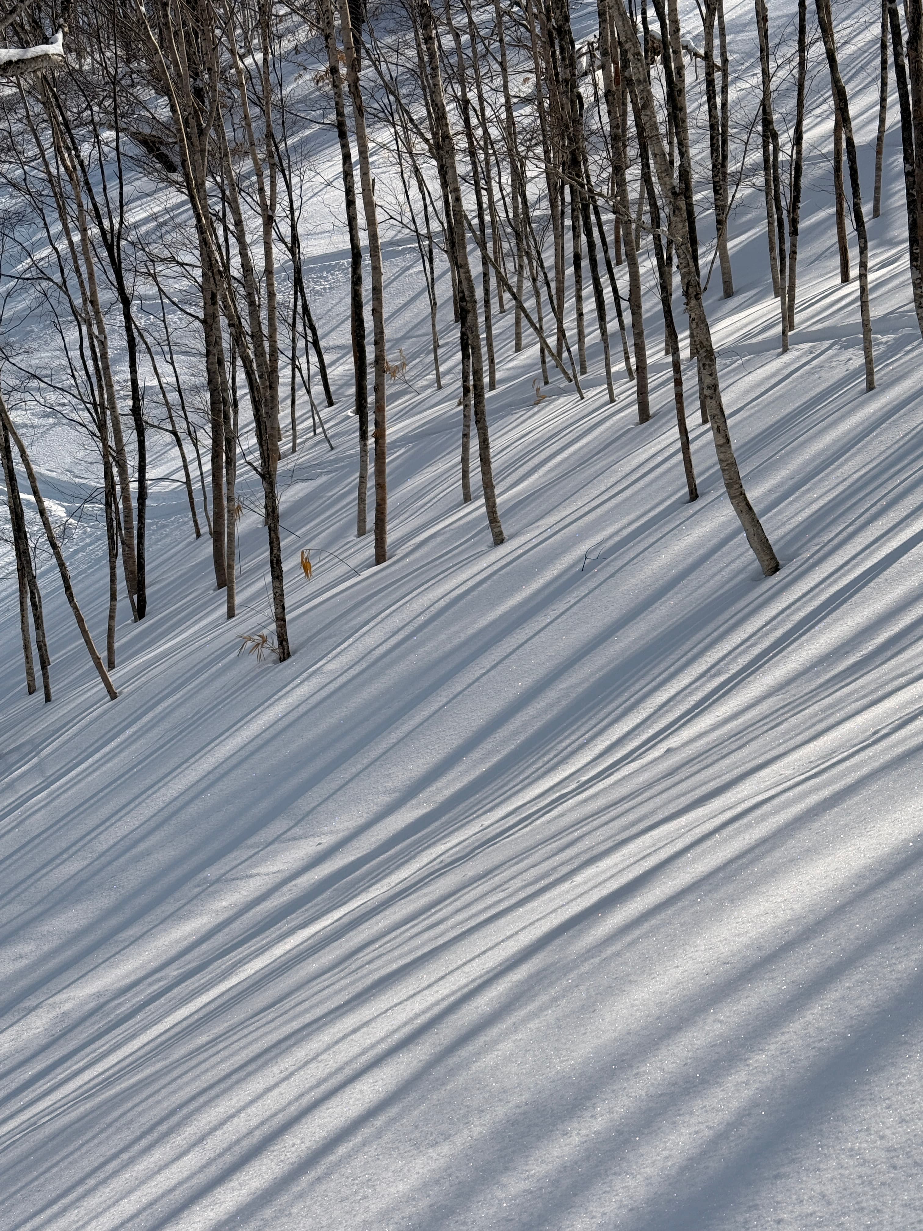 Snowy trees and long winter shadows at the lodge