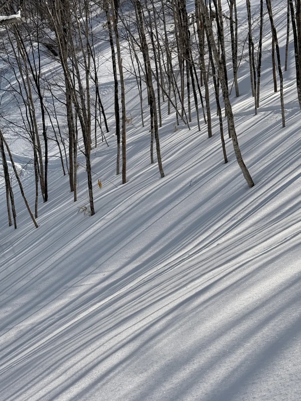 Bare trees and long shadows on deep snow in the forest near Wakaranai Lodge, Tomamu