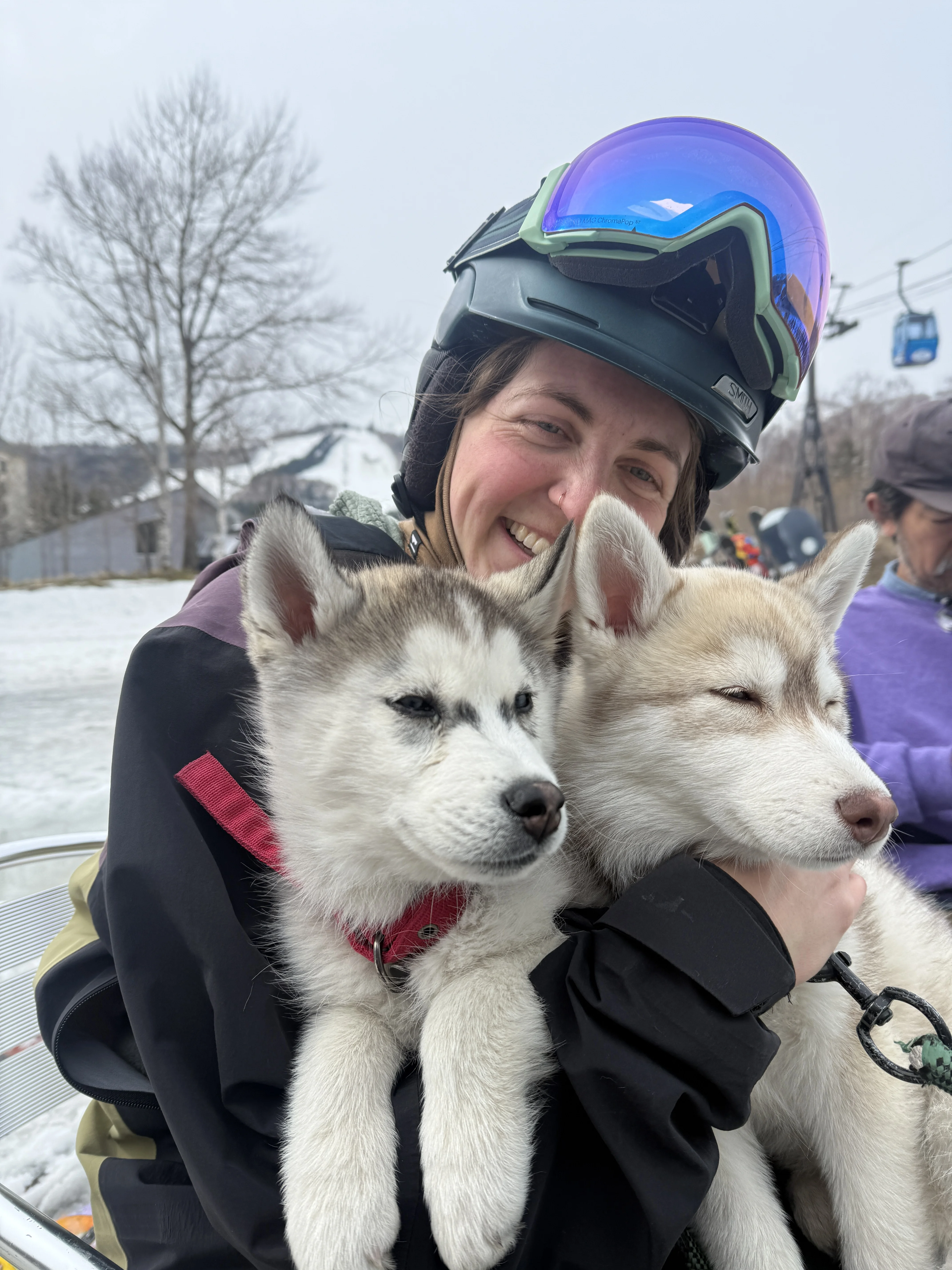 spring ski day with husky pups