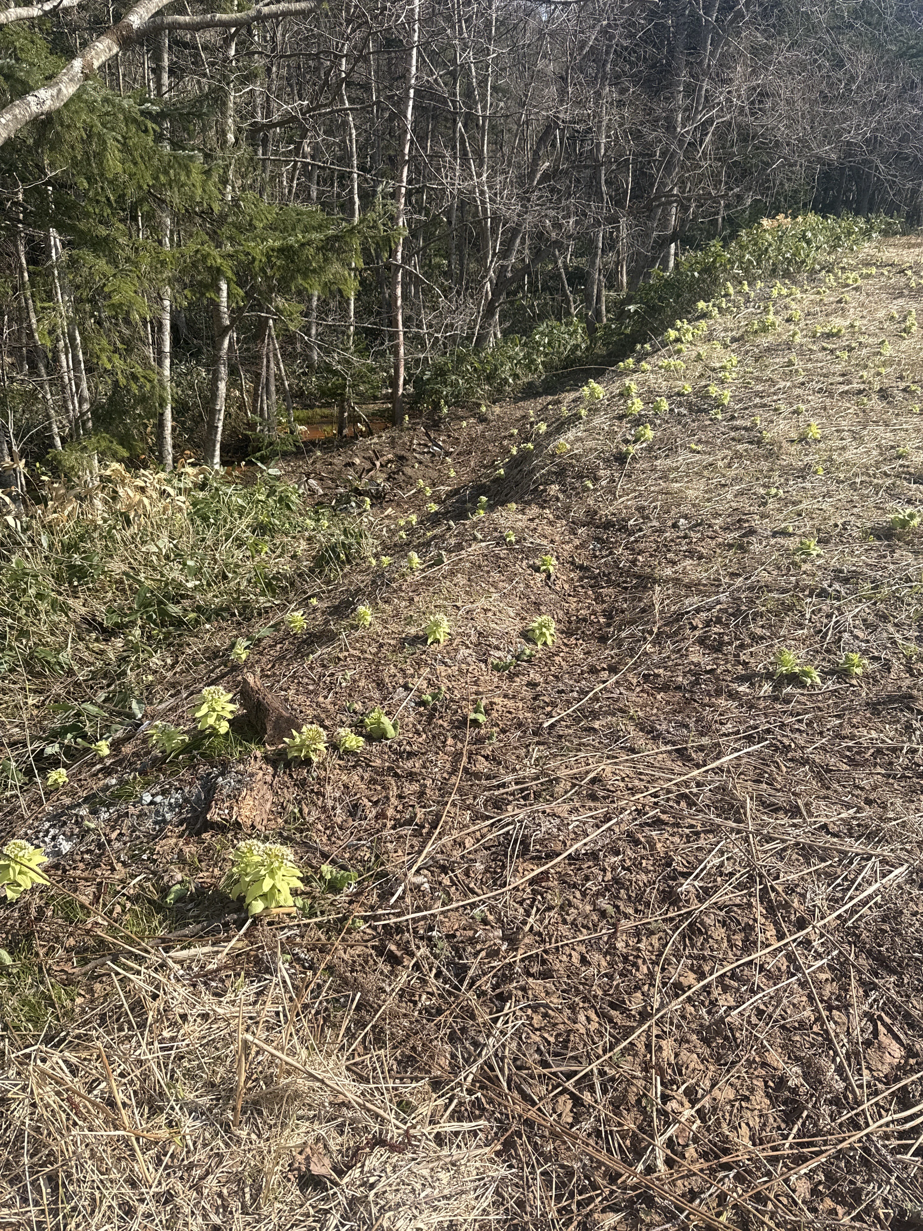 sunny hillside near the stream with fresh spring growth
