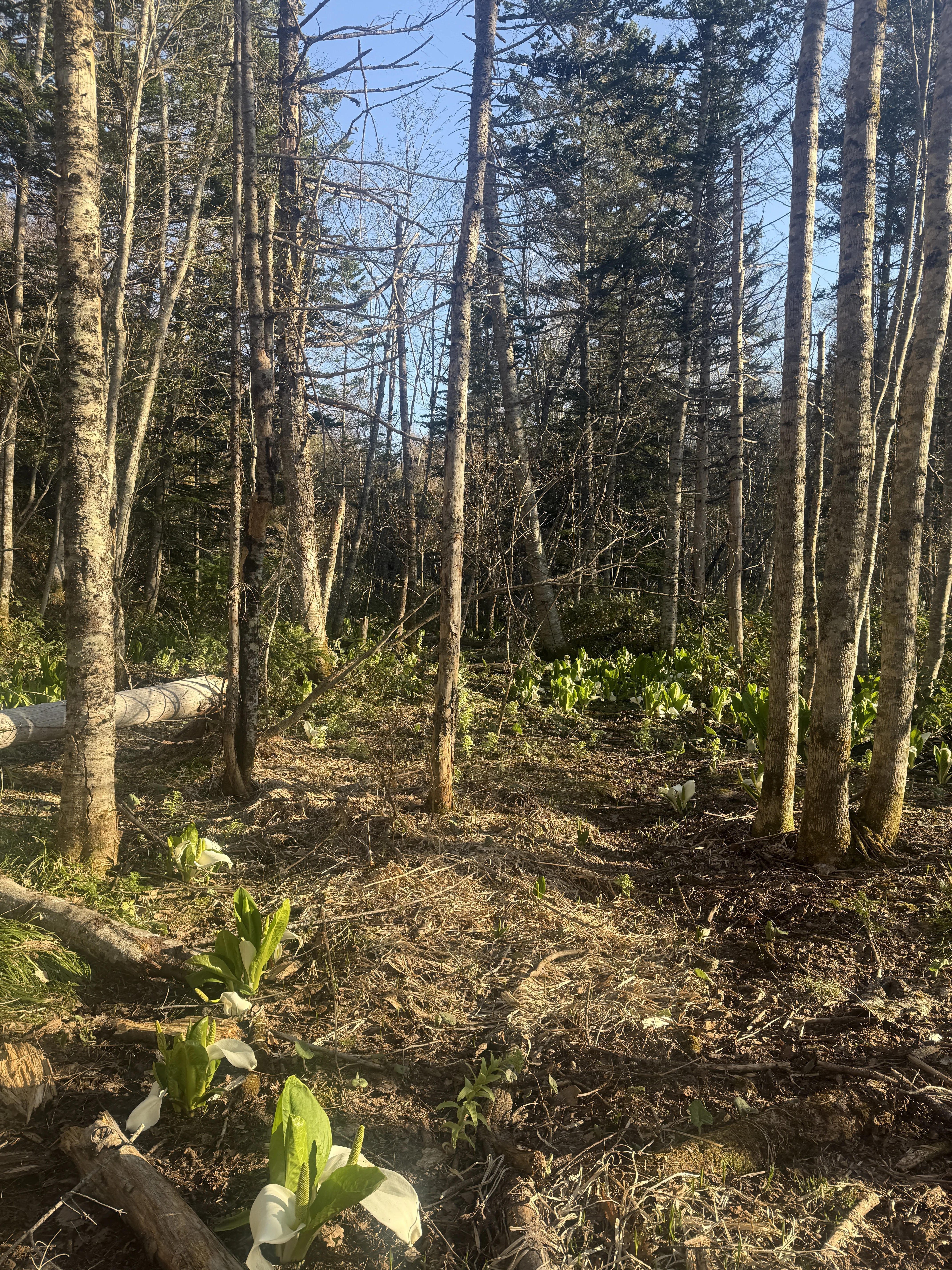 sunlit woods and stream-side plants behind the lodge