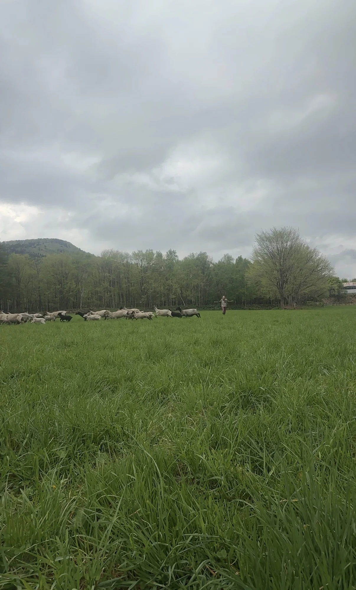Denise herding sheep in a green pasture at Ryo and Shiho's farm