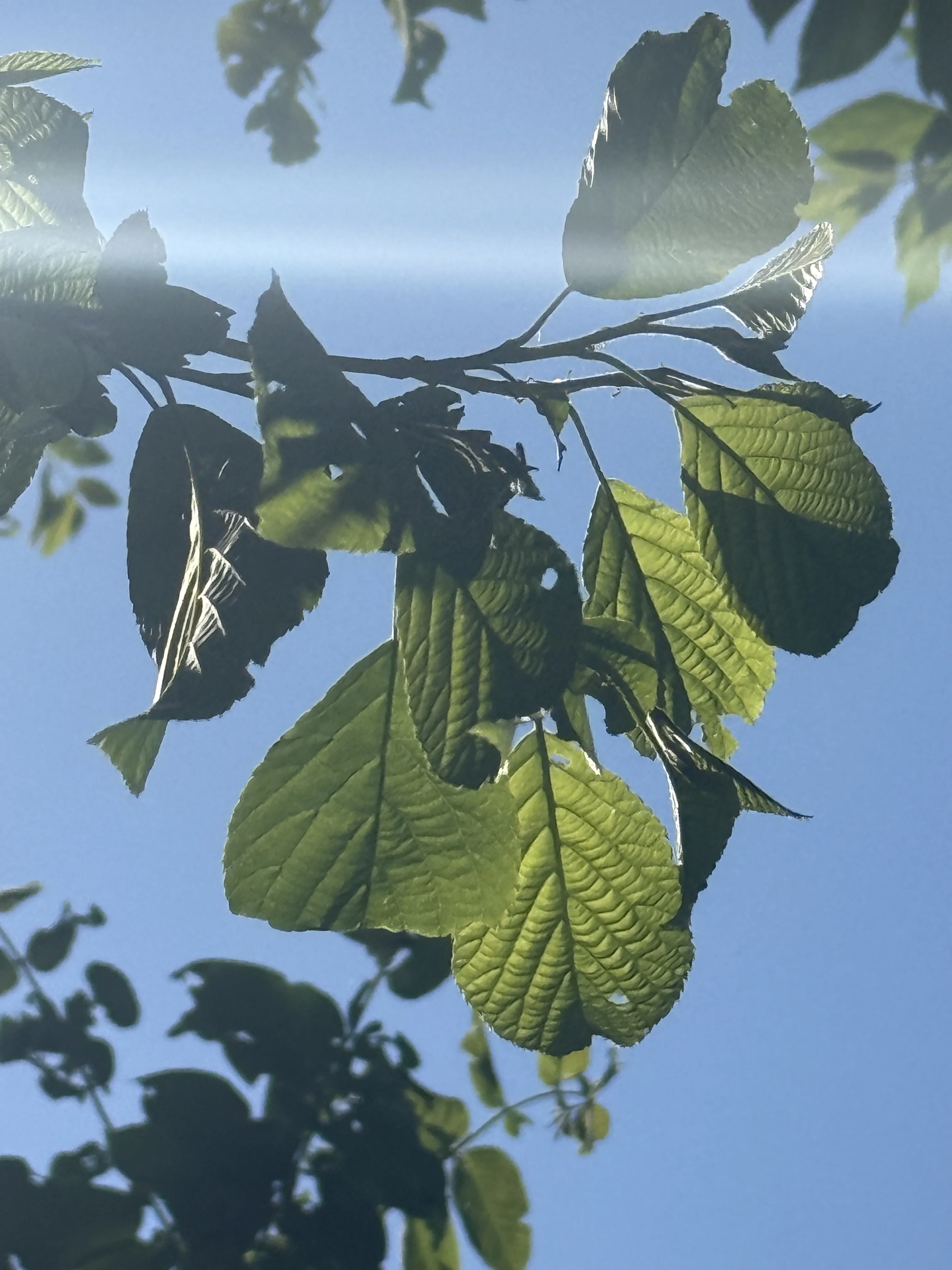 spring leaves against bright blue sky
